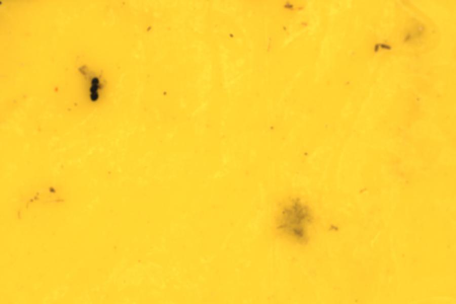 Image 22